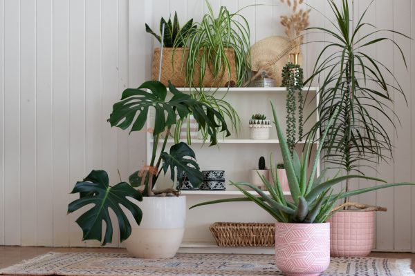 purifier une maison plantes