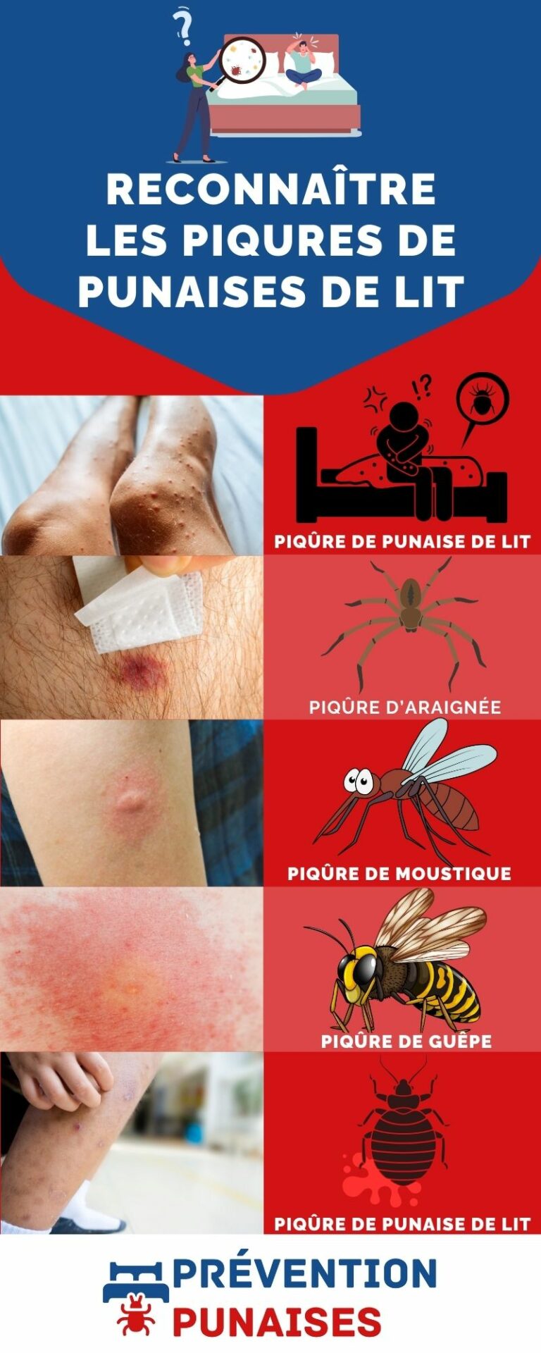 infographie reconnaitre piqures punaises