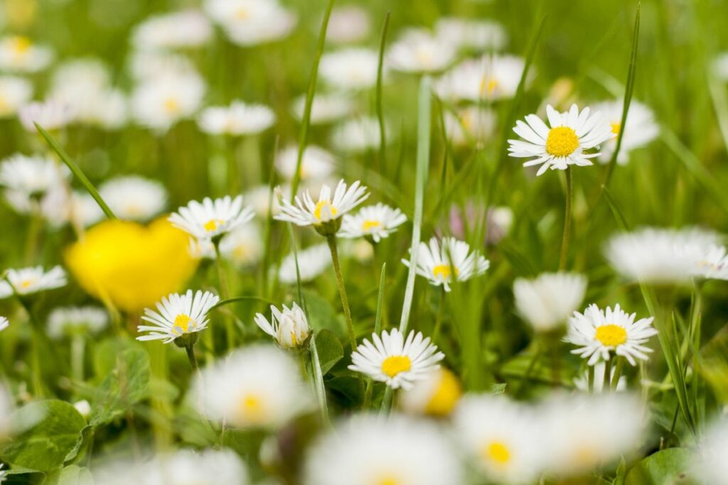 printemps et retour des punaises de lit